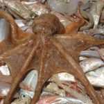 To Mljet with Trawler Orka and fish, wine, old aches… 1 Trawler Orka 1 photo by Zvonimir Pandža