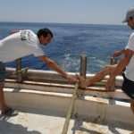 To Mljet with Trawler Orka and fish, wine, old aches… 4 Trawler Orka 4 photo by Zvonimir Pandža