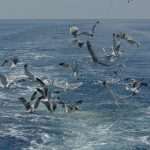 To Mljet with Trawler Orka and fish, wine, old aches… 8 Trawler Orka 8 photo by Zvonimir Pandža