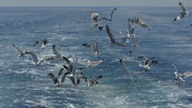 To Mljet with Trawler Orka and fish, wine, old aches… 16 Trawler Orka 8 photo by Zvonimir Pandža