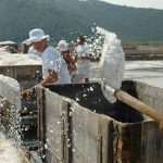 Sea salt harvest in Ston