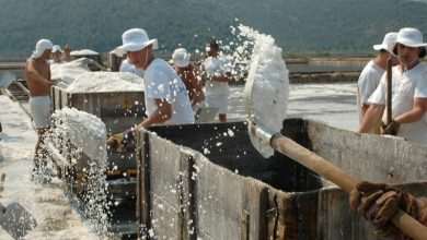 Sea salt harvest in Solana Ston 2 Sea salt harvest in Ston