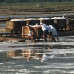 Sea salt harvest in Ston