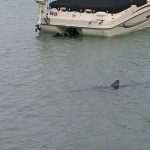 Shark in Žuljana Bay 2 Shark 1