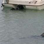 Shark in Žuljana Bay 1 pas