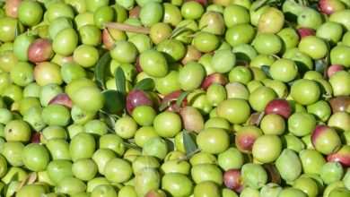 Would you like to pick olives in the beautiful Dalmatian countryside? Now You Can! 1 masline drzic046