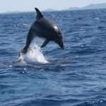 Adriatic dolphin
