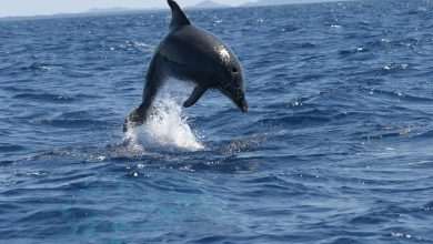 Valamar Adopt 42 Dolphins 1 Adriatic dolphin