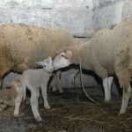 Christmas nativity Dubrovnik