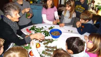 Primorski vez DESA 1