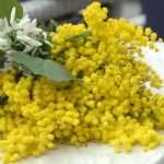 Dubrovnik Against Cervical Cancer 1 Mimoza day - Dubrovnik Against Cervical Cancer