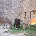 Experience Pelješac and Konavle