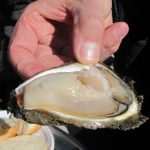 Oyster Day in Ston