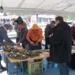 Oyster Day in Ston