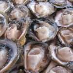 Oyster Day in Ston