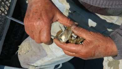 March: The Month Of Oysters 1 Oysters in Ston