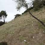 Volunteers Help Park Orsula 4 Volunteers Help Park Orsula in Dubrovnik