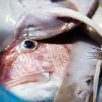 Become A Fisherman With Gulliver 3 Fishing trip with Gulliver Travel