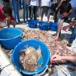 Become A Fisherman With Gulliver 8 Fishing trip with Gulliver Travel