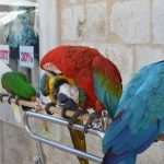 35 Degrees In The Shade! 12 Old Town Heat 12