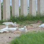 Game Of Thrones Newest 'Extras' Arrive On Set 3 GOT Doves 1