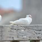 Game Of Thrones Newest 'Extras' Arrive On Set 1 GOT Doves 10