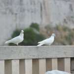 Game Of Thrones Newest 'Extras' Arrive On Set 2 GOT Doves