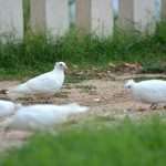 Game Of Thrones Newest 'Extras' Arrive On Set 4 GOT Doves 2