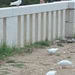 Game Of Thrones Newest 'Extras' Arrive On Set 5 GOT Doves 3