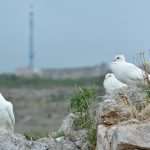 Game Of Thrones Newest 'Extras' Arrive On Set 8 GOT Doves 6