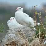 Game Of Thrones Newest 'Extras' Arrive On Set 9 GOT Doves 7