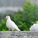 Game Of Thrones Newest 'Extras' Arrive On Set 10 GOT Doves 8