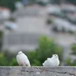 Game Of Thrones Newest 'Extras' Arrive On Set 11 GOT Doves 9