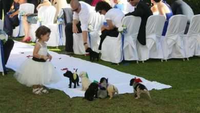 Puppies at wedding