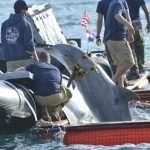 US Dolphins Demining Dubrovnik Waters 1 US Army Dolphins 11