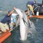 US Dolphins Demining Dubrovnik Waters 3 US Army Dolphins 31