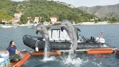 US Dolphins Demining Dubrovnik Waters 1 US Army Dolphins 61
