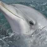 US Dolphins Demining Dubrovnik Waters 8 US Army Dolphins 8