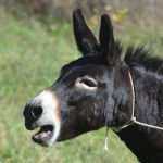 Cadmos Village Konavle 13