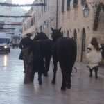 Horses Return To Dubrovnik's Old Town 1 Borgia Dubrovnik Filming 2