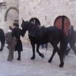 Horses Return To Dubrovnik's Old Town 2 Borgia Dubrovnik Filming 3