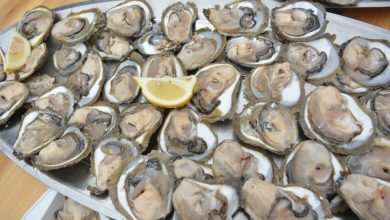 Ston Oyster Day