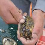 Ston Oyster Day Attracts Japanese Tourists 3 Ston Oyster Day