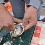 Ston Oyster Day Attracts Japanese Tourists 4 Ston Oyster Day