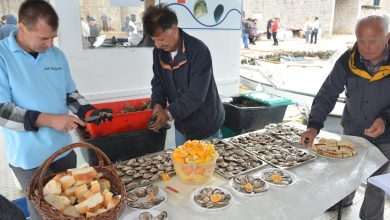 Ston Oyster Day