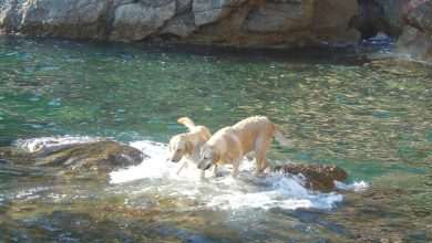 Dubrovnik Dog friendly beach
