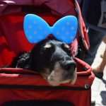 Photo Gallery: Sunday on the Stradun 20 Stradun DUbrovnik May 2014