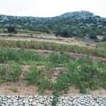 Croatian vineyards joined the list of the best in the world! 1 Dingac