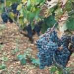 Croatian vineyards joined the list of the best in the world! 2 Dingac