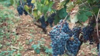 Croatian vineyards joined the list of the best in the world! 70 Dingac